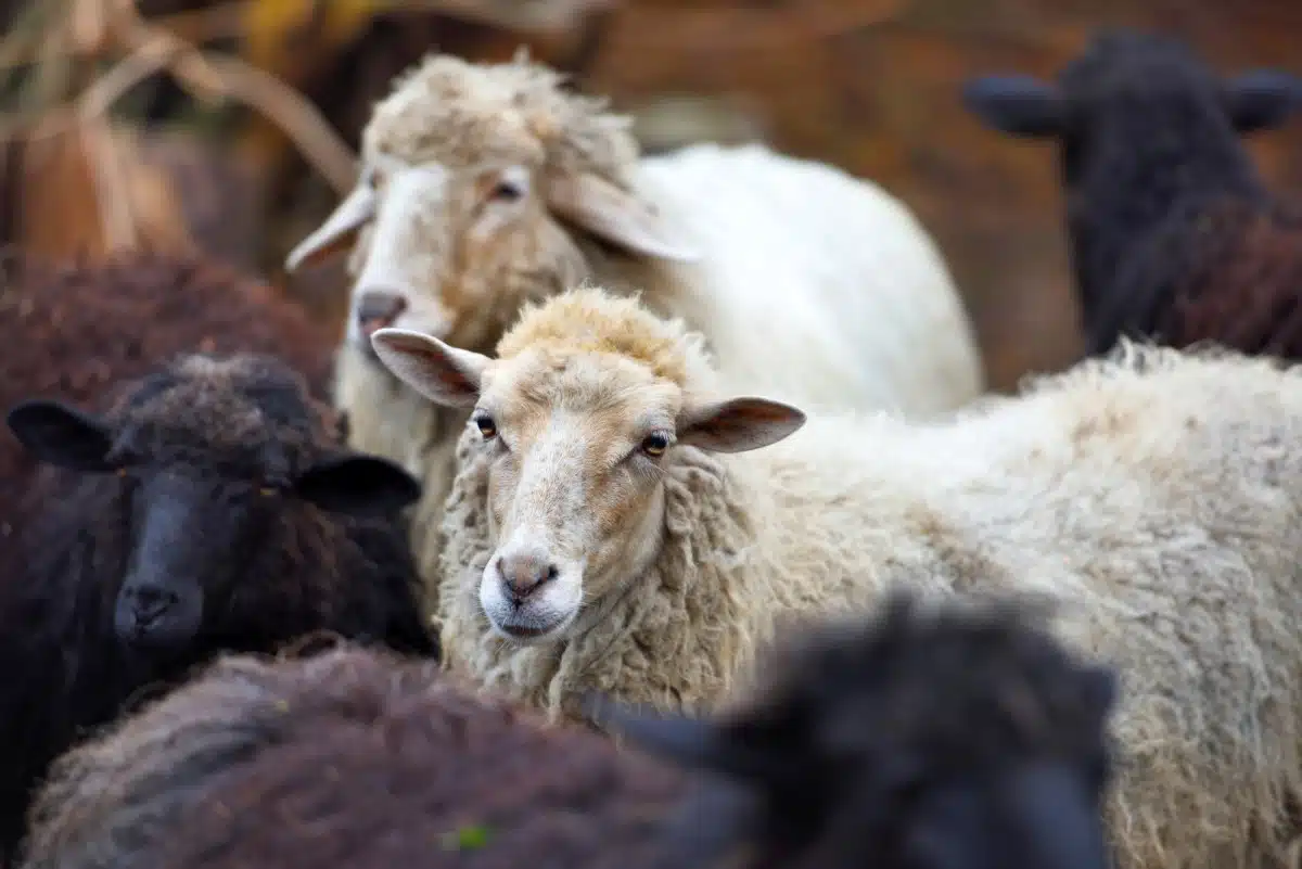 animaux-de-ferme