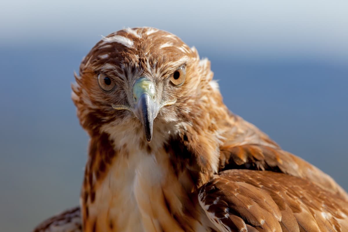 Phénix : symbolisme autour de l'oiseau de feu et ses cendres éternelles